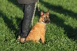 EDUCATION CHIOT (puppy training)